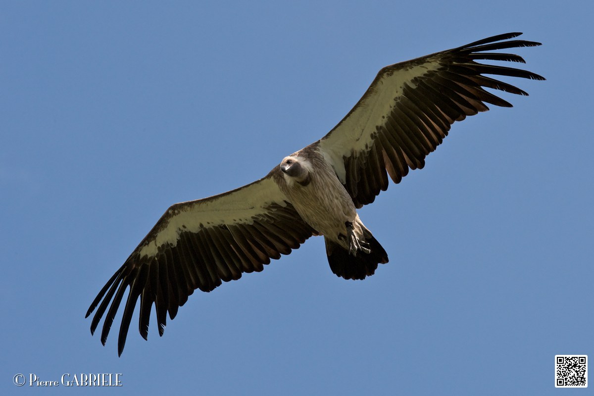 vautour_4116.jpg