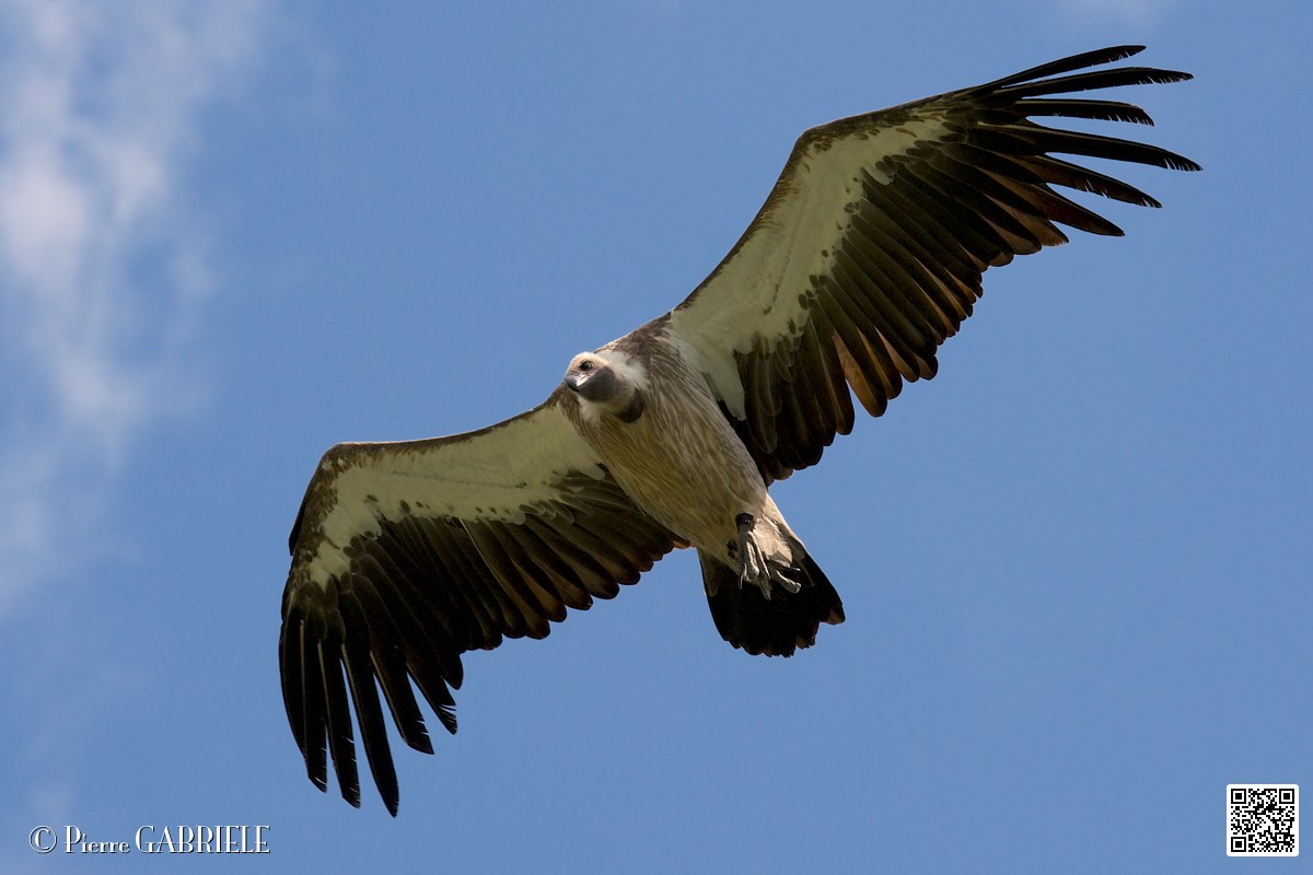 vautour_4117.jpg