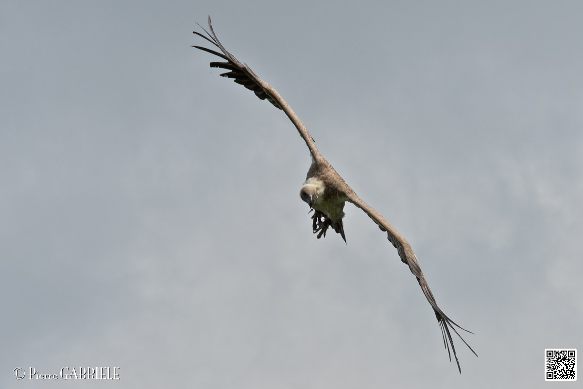 vautour_4119.jpg
