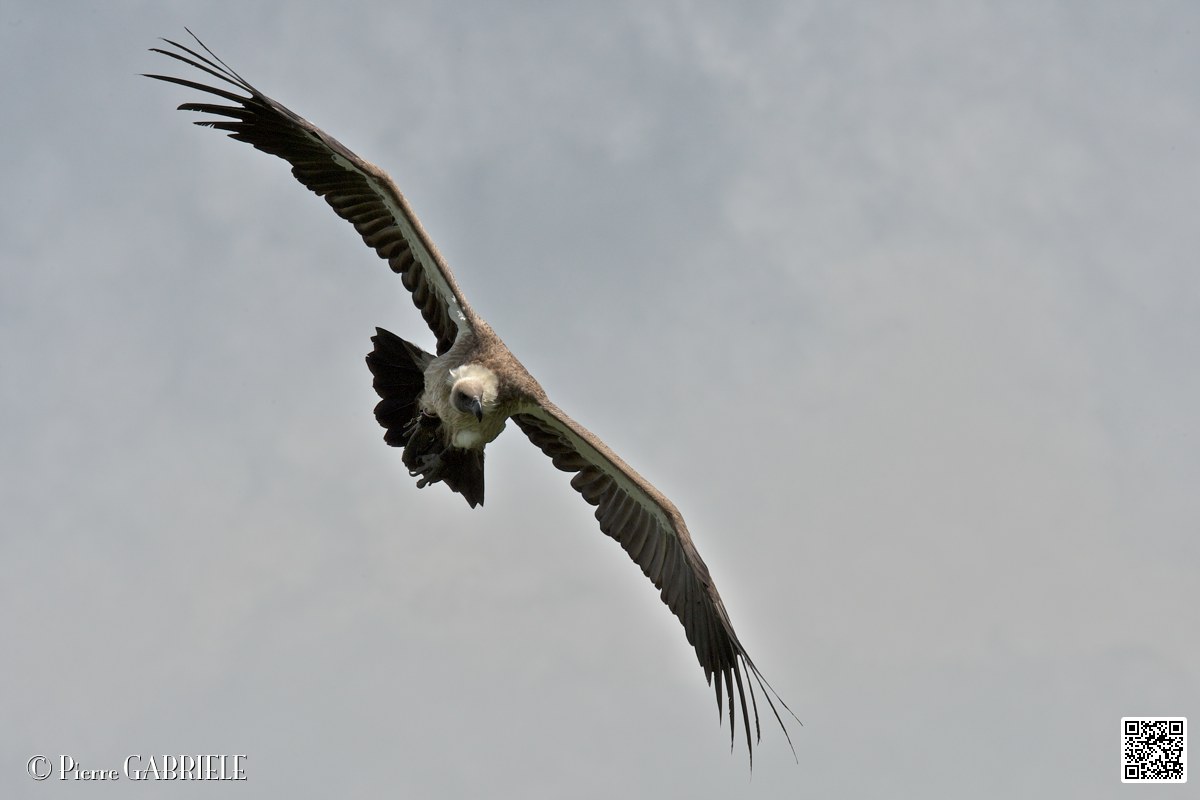 vautour_4120.jpg