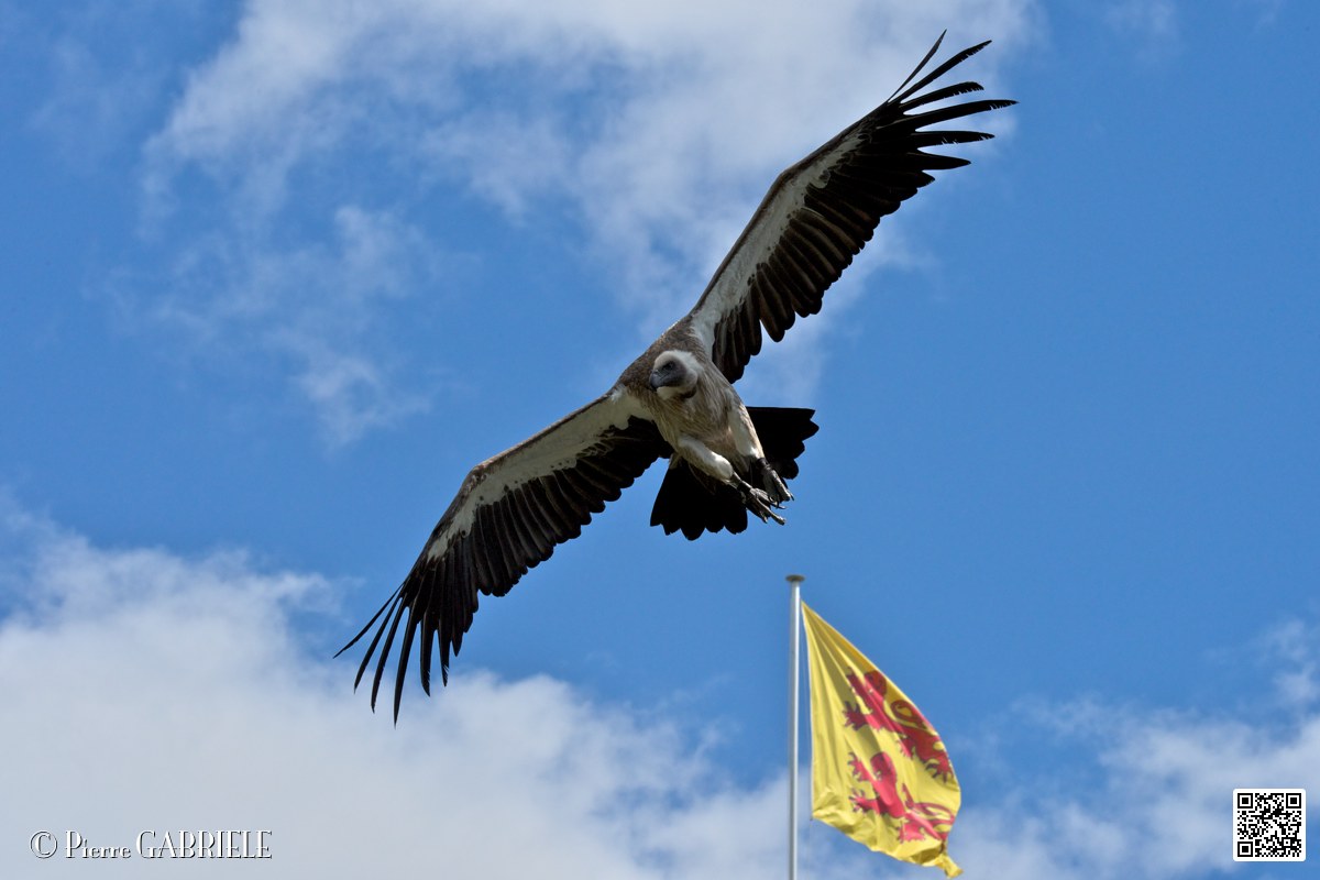 vautour_4122.jpg