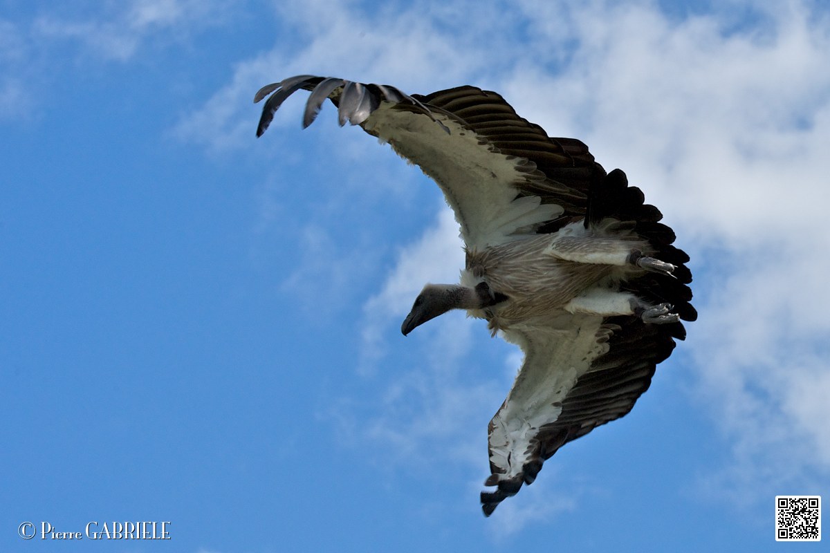 vautour_4123.jpg