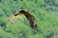 caracara-montagne_4002