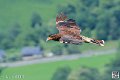 caracara-montagne_4006