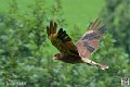caracara-montagne_4013