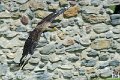 caracara_3973