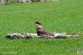 caracara_4008