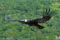 condor_4080