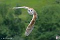 effraie_4027