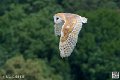 effraie_4028