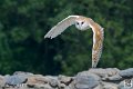 effraie_4029