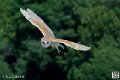 effraie_4030
