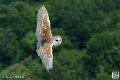 effraie_4032