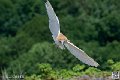 effraie_4035