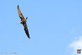 faucon_3918