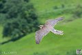 faucon_3924
