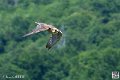 faucon_3929
