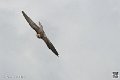 faucon_3934