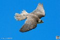 faucon_3941