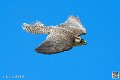 faucon_3942