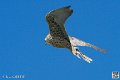 faucon_3943