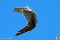 faucon_3944
