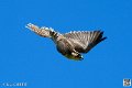 faucon_3945