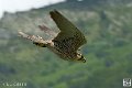 faucon_3947