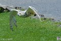 harfang_4039