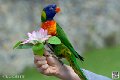 lori_4155