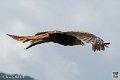 milan-royal_4018