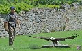 pygargue_3903