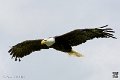 pygargue_3907