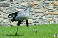 serpentaire_3956