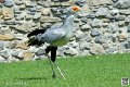 serpentaire_3958
