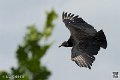 urubu_4075