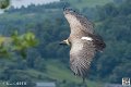 vautour_4076