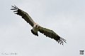 vautour_4079