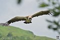 vautour_4086