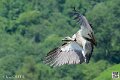 vautour_4088