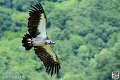 vautour_4093