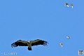vautour_4102