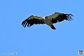 vautour_4104