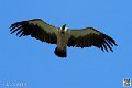 vautour_4106