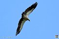 vautour_4109