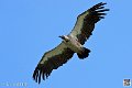 vautour_4112