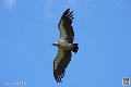 vautour_4113