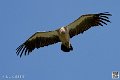 vautour_4115