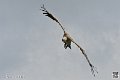 vautour_4119