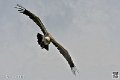 vautour_4120